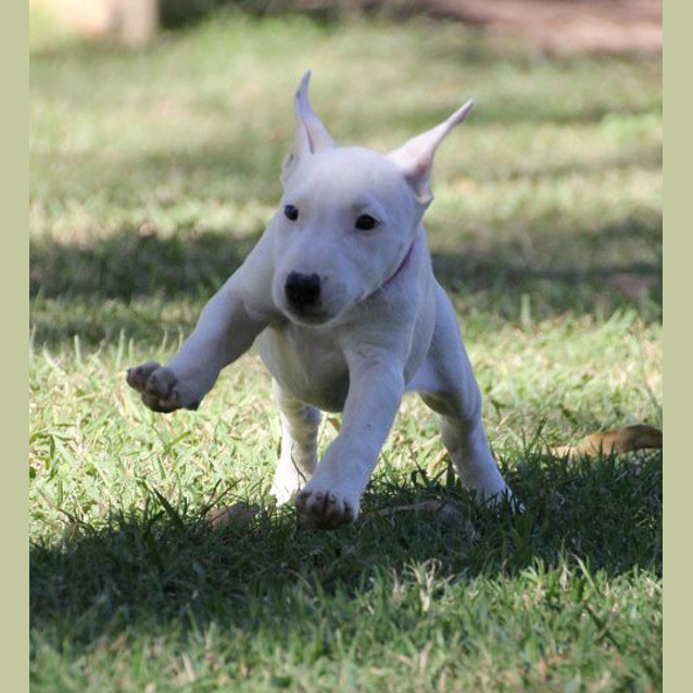 Photo of Gaia The Puppy!