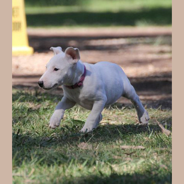 Photo of Gaia The Puppy!