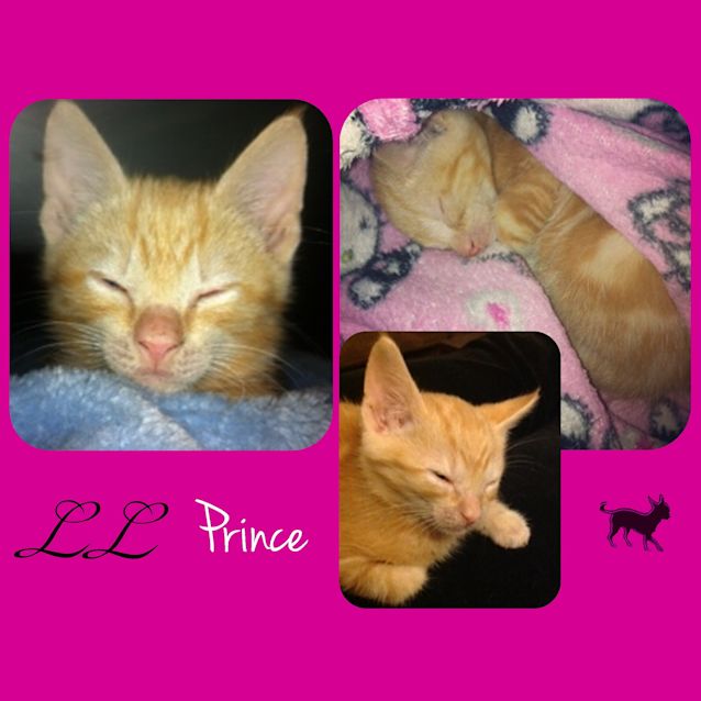 Photo of Prince