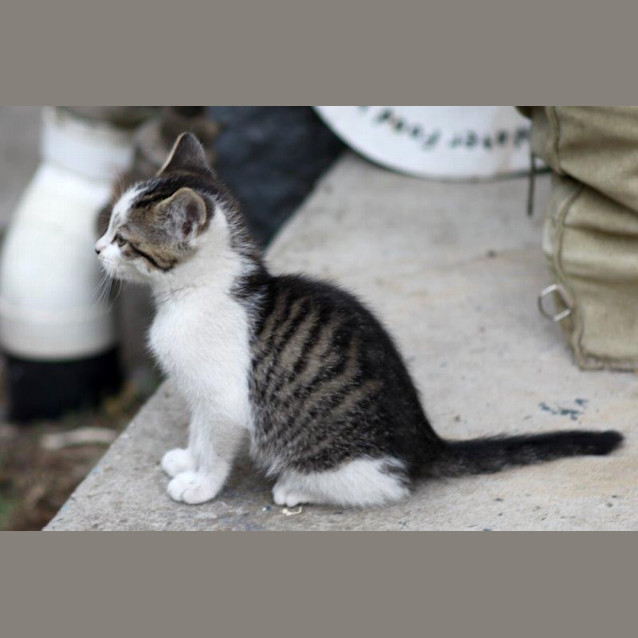 Photo of Zeppi   (Cat For Giuseppe!)
