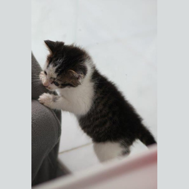 Photo of Zeppi   (Cat For Giuseppe!)