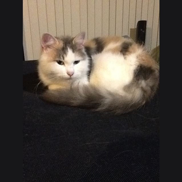 Photo of Scatty
