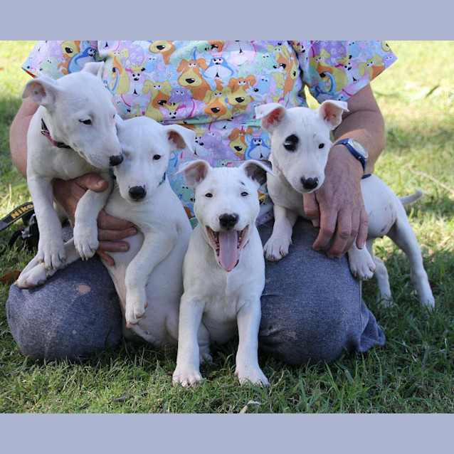 Photo of Bull Terrier Pups