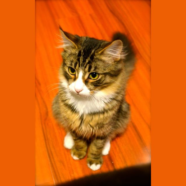 Photo of Clooney (Aka Mr Ristretto)
