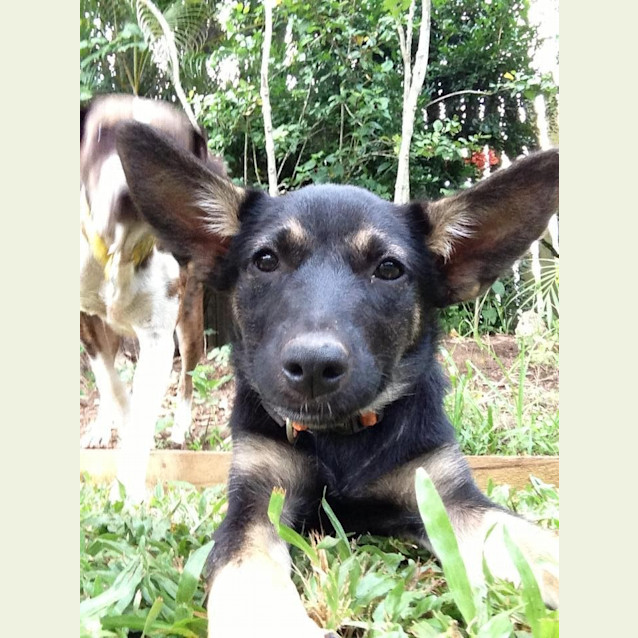 Photo of Cosmo