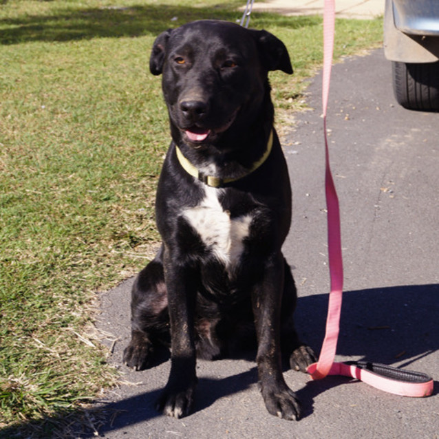 Photo of Roscoe