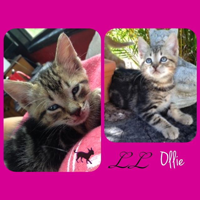 Photo of Ollie 