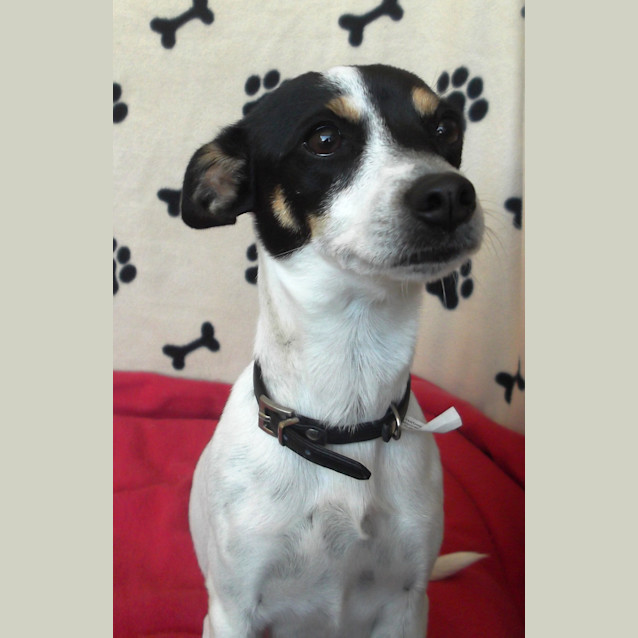 Photo of Pip