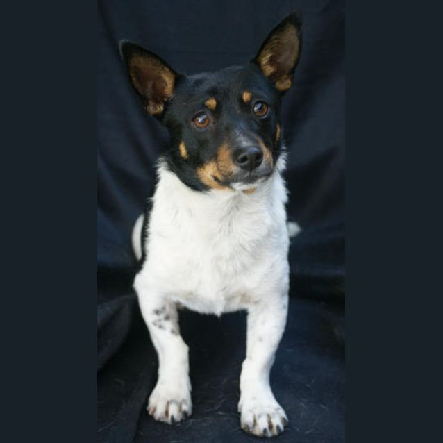 Photo of Chip