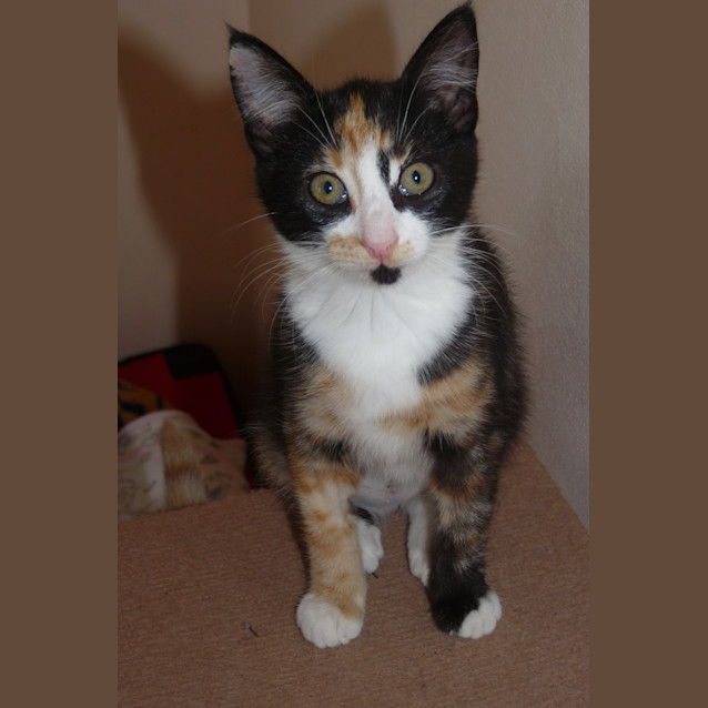 Photo of Fizzy