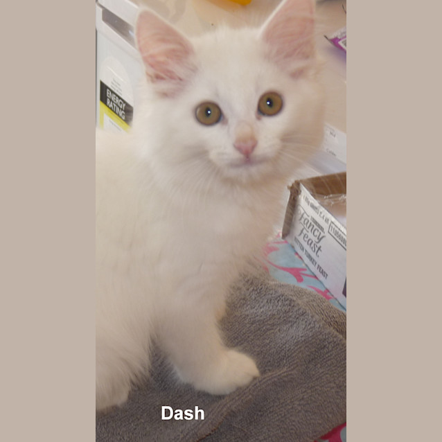 Photo of Dash