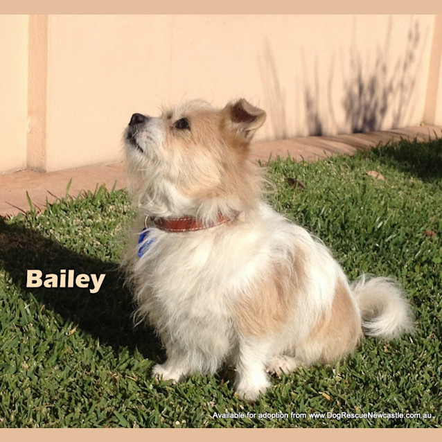 Photo of Bailey (On Trial 28/5/13)