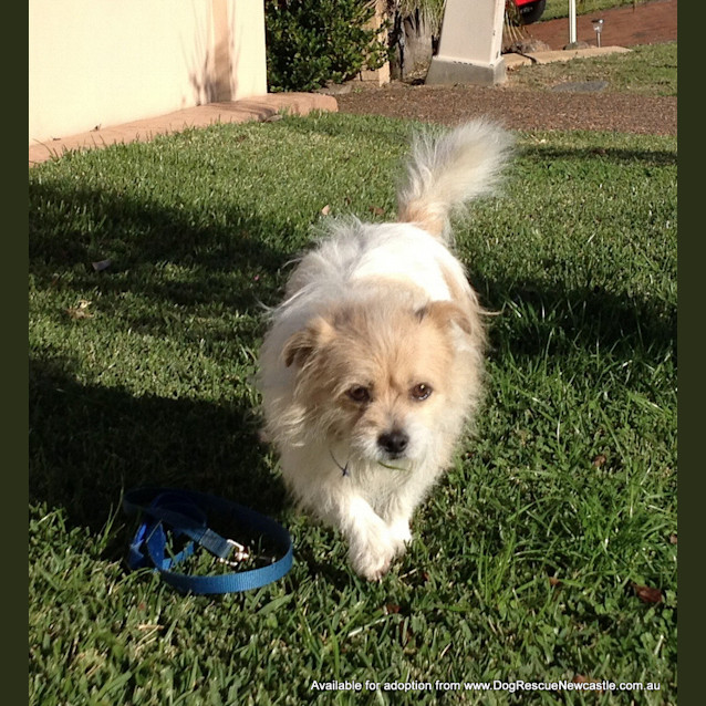 Photo of Bailey (On Trial 28/5/13)
