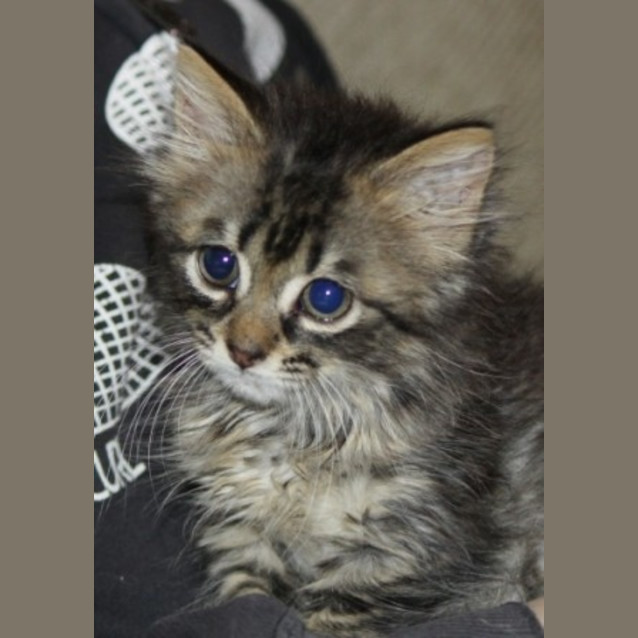Photo of Marley