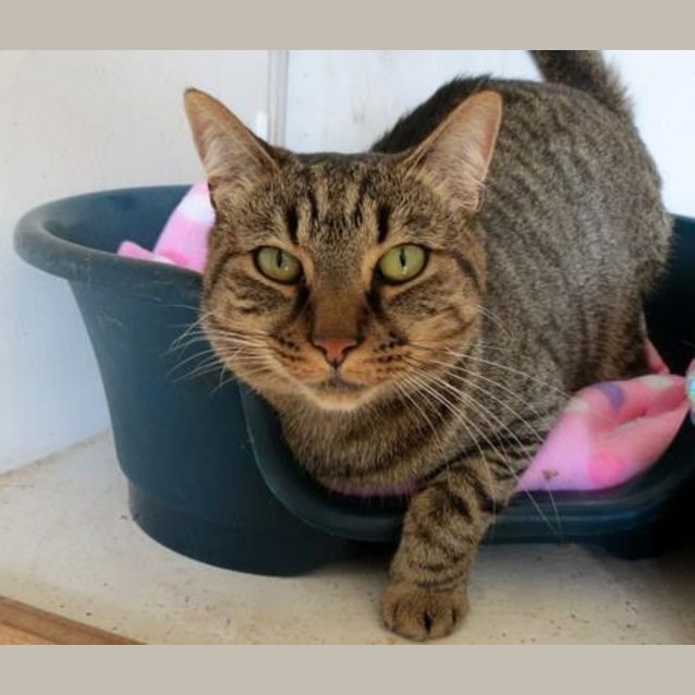 Photo of "Bobby"   Purrfect Match 