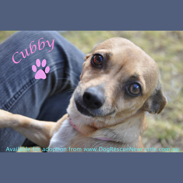 Photo of Cubby (On Trial 4/8/13)