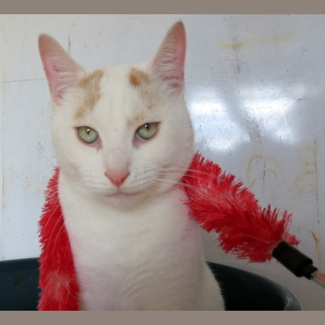 Photo of "Milo"   Purrfect Match