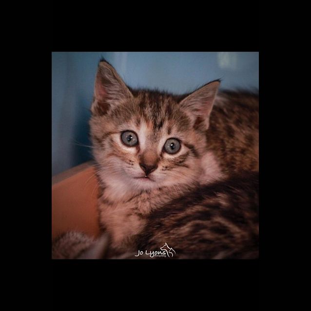Photo of Moxy