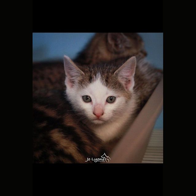 Photo of Peaches
