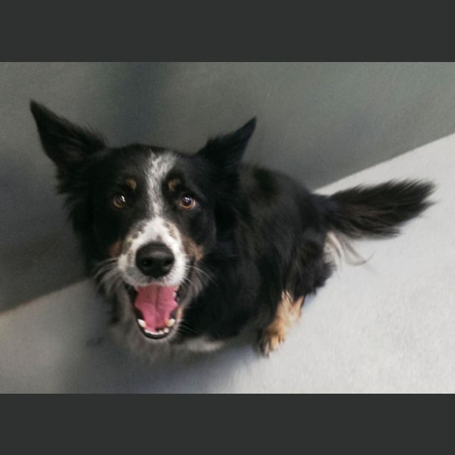 Photo of Shadow