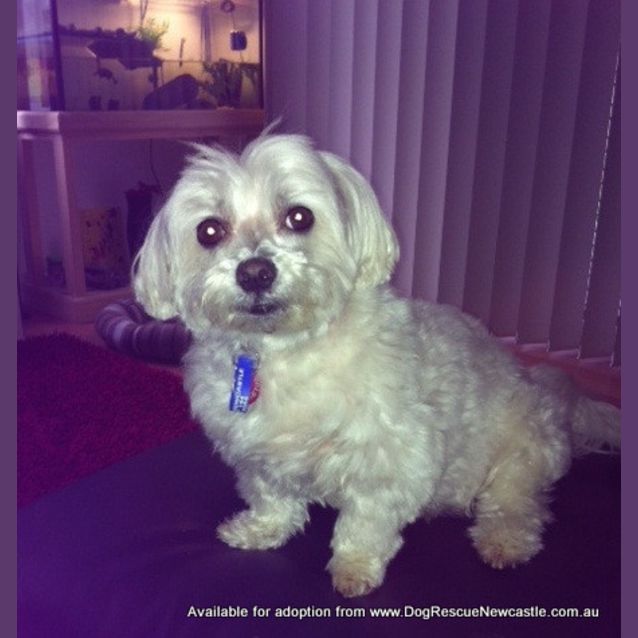 Photo of Misty (On Trial 7/6/13)