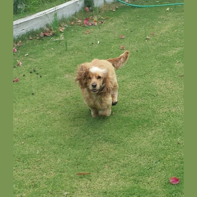 Photo of Daisy