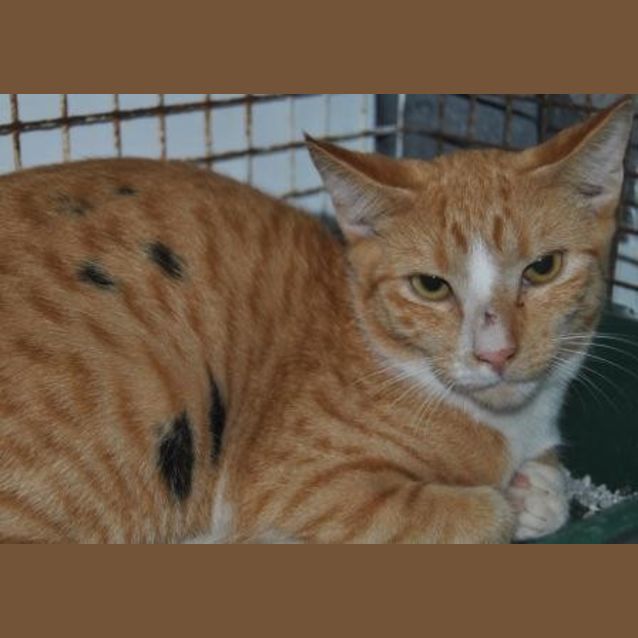 Photo of Splodge