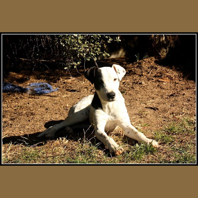 Photo of Patch