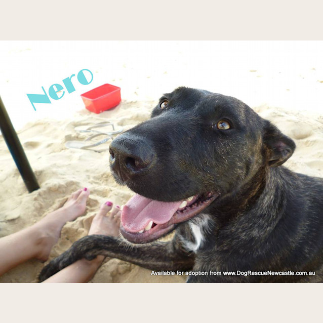 Photo of Nero (On Trial 21/7/13)