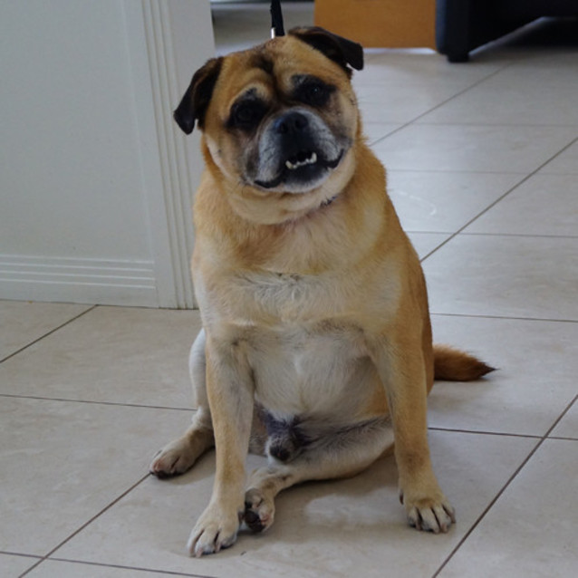 Photo of Pugsli