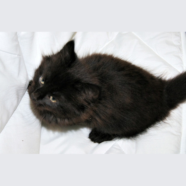 Photo of Mona Monster