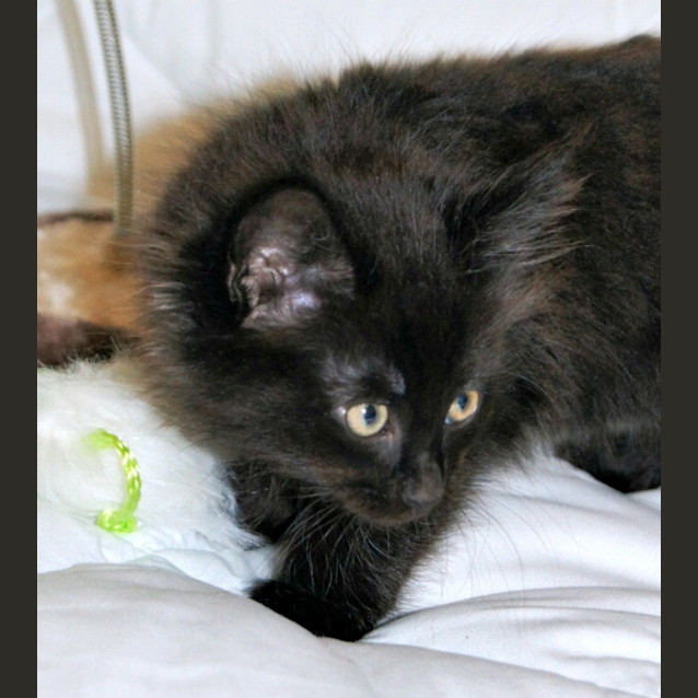 Photo of Mona Monster