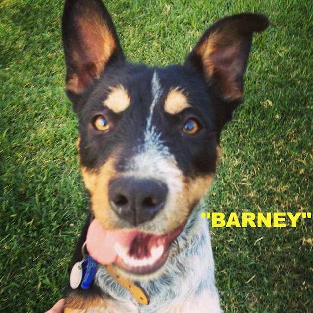 Photo of Barney (2) (On Trial 26/5/13)