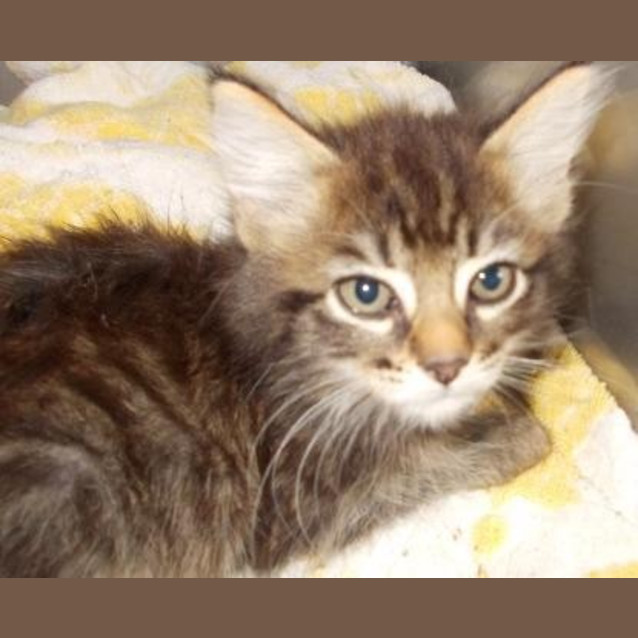 Photo of Primrose