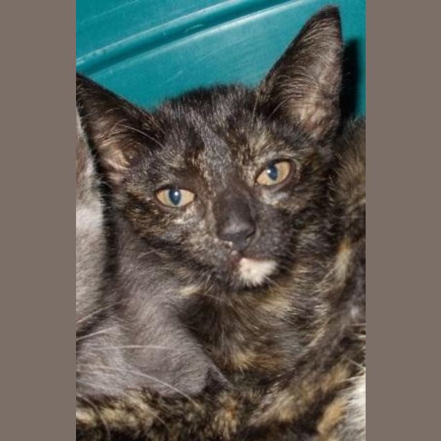Photo of Pippin