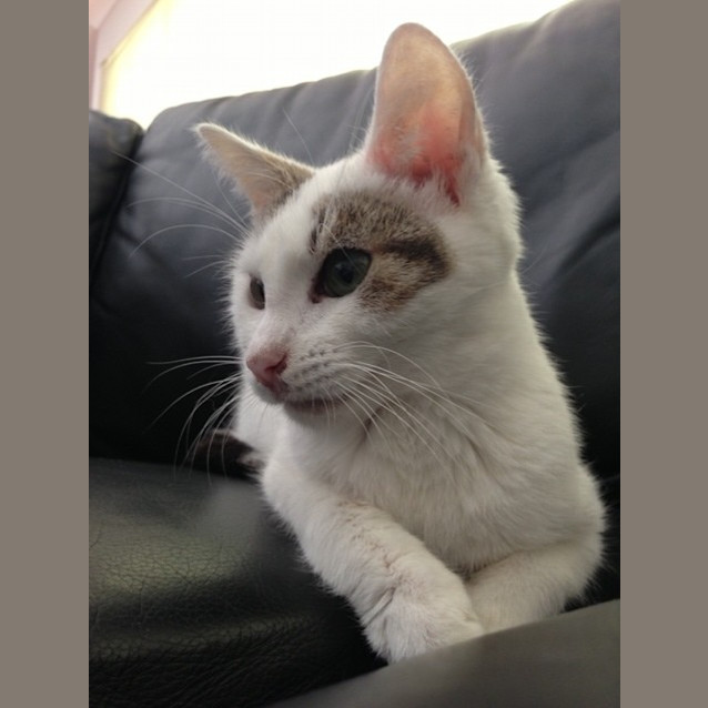 Photo of Mog