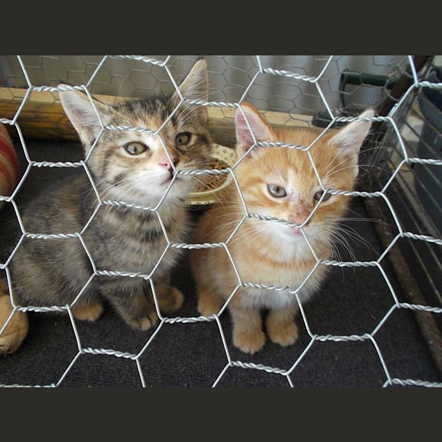 Photo of Willow & Noddy