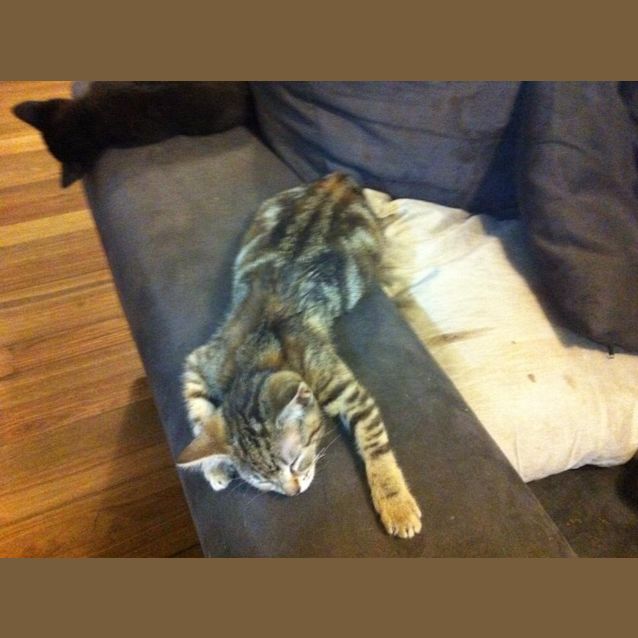 Photo of Tippy
