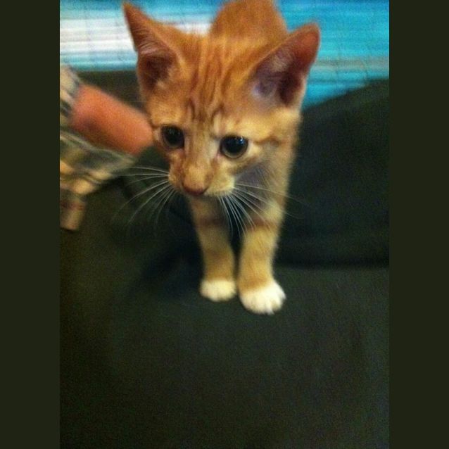 Photo of Fireball