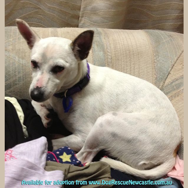 Photo of Spotty (On Trial 2/8/13)