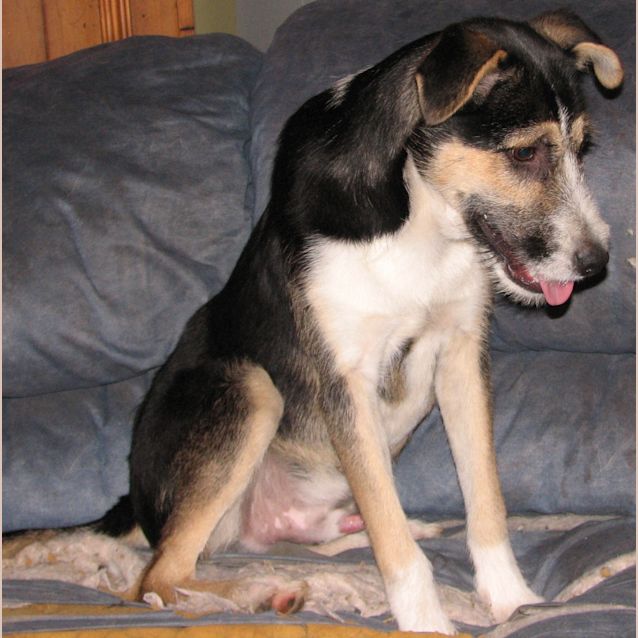 Photo of Bailey