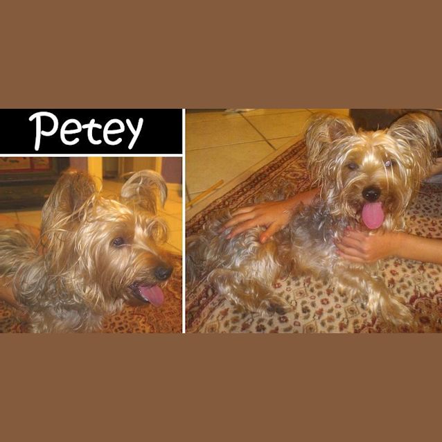 Photo of Petey