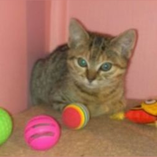 Photo of Tilly