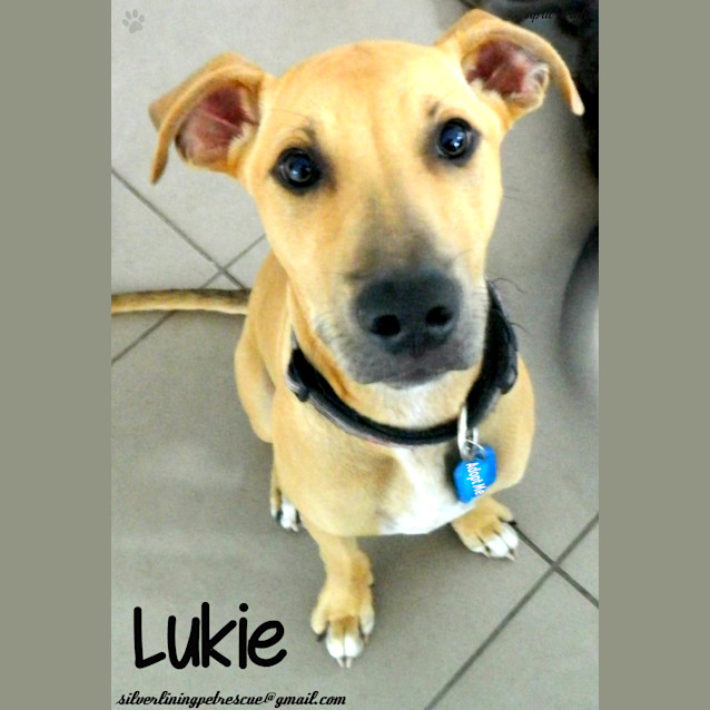 Photo of Lukie