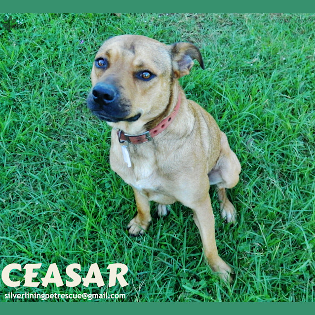 Photo of Ceaser