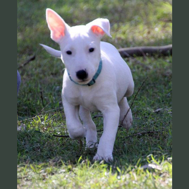 Photo of Bull Terrier Pups