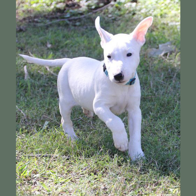Photo of Bull Terrier Pups