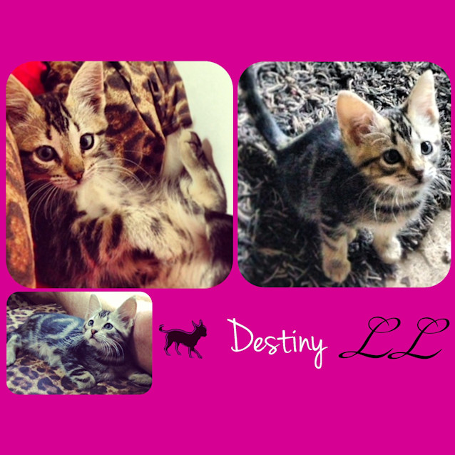 Photo of Destiny