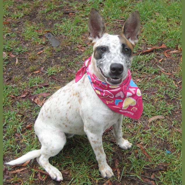 Photo of Daisy (On Trial 27/7/13)