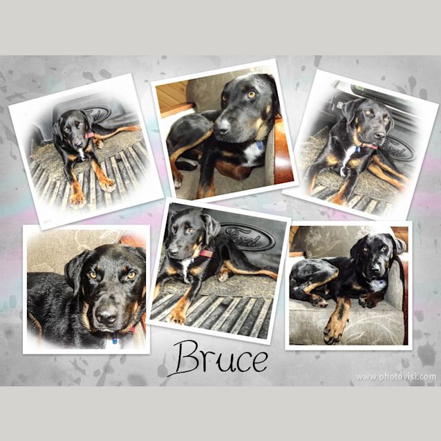Photo of Bruce (2) (On Trial 23/6/13)